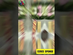 Spugna di Ceres viscovita